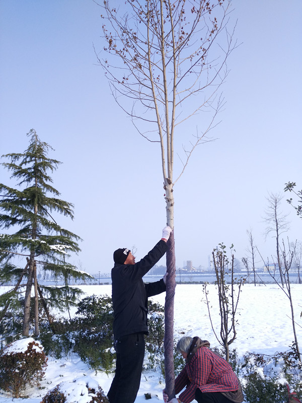 Ϊ��ľ��������